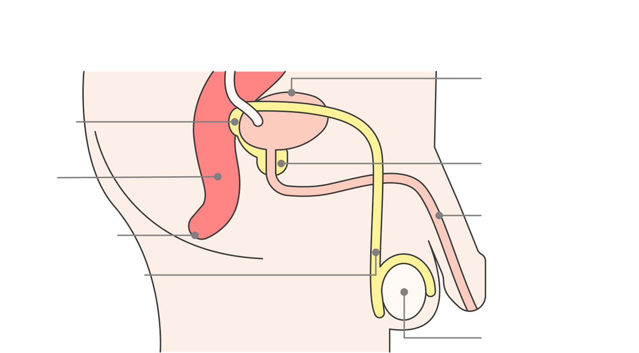 Localisation de la prostate et de ses structures.